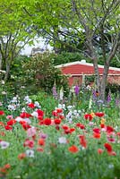 View across flower garden with Papaver rhoeas, Flanders poppy, Bearded Iris, Digitalis purpreum, foxgloves toward terracotta coloured garage which is framed by trees.