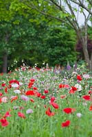 Low angle looking across flowers towards trees featuring Papaver rhoeas, Red Flanders poppies with pink Nicotiana alata, Jasmine tobacco.