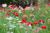 Low angle Papaver rhoeas, Flanders poppies and Alstromeria, Peruvian lilies growing in flower garden.