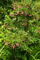 Enkianthus Campanulatus produces clusters of delicate bell shaped pink flowers in summer garden