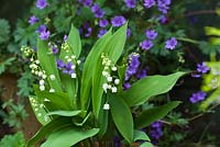 Convallaria Majalis - Lilly of the Valley, strongly scented bell-shaped white flowers with waxy textured leaves in late spring