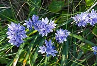 Scilla Verna - perennial wildflower, spring Squill -  star like blue flowers on costal path in summer