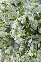 Prunus cerasus - Acid Cherry 'Nabella' -  May - Oxfordshire 