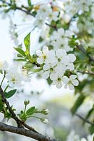 Prunus cerasus - Acid Cherry â€˜Nabellaâ€™ -  May - Oxfordshire 