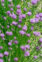 Allium schoenoprasum - Chives -  May - Oxfordshire