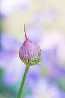 Allium umbilicatum - Wild onion opening in spring - May - Surrey