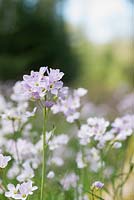 Cardamine pratensis - Cuckooflower in a woodland clearing - May - Oxfordshire