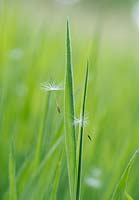Taraxacum officinale - Dandelion seeds in grass - May - Oxfordshire