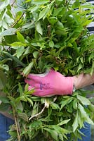 Gardener holding pruned Forsythia branches after flowering - May - Oxfordshire