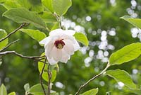 Magnolia sieboldii subsp. sinensis - Chinese Magnolia - May - Surrey