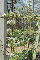 Pyrus communis - Pear josephine de malines blossom  - April - Oxfordshire
