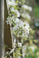 Pyrus communis - Pear 'Josephine de malines' blossom  - April - Oxfordshire