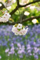 Prunus ichiyo - Japanese Cherry tree blossom - May - Oxfordshire