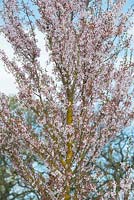 Prunus pendula Ascendens rosea - Japanese flowering cherry tree - April - Surrey