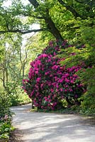 Rhododendron cynthia - May - Surrey