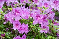 Rhododendron lullaby - May - Oxfordshire
