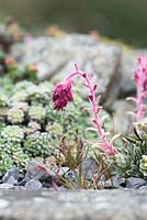 Saxifraga ignaz dorfler x doerfleri - Saxifrage in flower - April - Oxfordshire