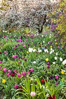 Meadow of tulips and Malus floribunda. Weinheim, Hermannshof, Germany