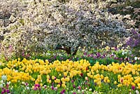 Tulip meadow. Tulipa 'Golden Parade', Tulipa 'Attila'. Malus floribunda. Hermannshof Weinheim Germany