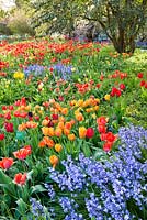 Meadow of tulips and bluebells. Weinheim, Hermannshof, Germany