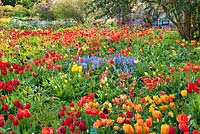 Meadow of tulips and bluebells. Weinheim, Hermannshof, Germany