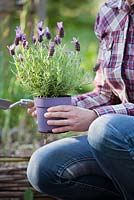 Woman with Lavandula stoechas. ready to be plant out in bed
