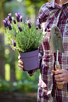 Woman with Lavandula stoechas in pot, ready to be plant out in bed