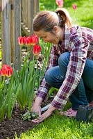 Woman planting perennial Lythrum salicaria in Spring. Firming.