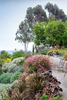 View of outside seating area with view with ornamental grasses and Aeoniums. Debora Carl's garden, Encinitas, California, USA. August.