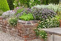 Raised brick bed in herb garden. Salvia officinalis 'Purpurascens', Allium schoenoprasum, Thymus vulgaris and Erigeron karvinskianus.