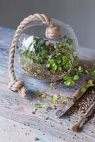 A stylish glass Terrarium planted with Muehlenbeckia complexa and peperomia obtusifolia