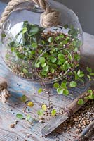 A stylish glass Terrarium planted with Muehlenbeckia complexa and peperomia obtusifolia