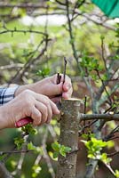 Grafting an apple tree Malus 'Jonathan'. Man inserting scion into the cut and pushing it down untill it sits properly