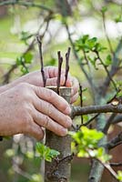 Grafting an apple tree Malus 'Jonathan'. Man inserting third scion into the cut and pushing it down untill it sits properly
