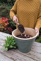 Cover the Tulip bulbs with a thick layer of compost