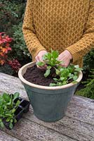 Plant the Bellis perennis 'Carpet Mixed' plugs in the container