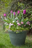 Glazed container planted with Tulip 'Blue Beauty', Tulip 'Flaming Flag' and Bellis perennis 'Carpet Mixed'