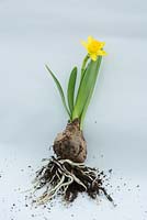 Chipping narcissus - Demonstrating roots, bulb, shoots and flower of young Narcissus Tete a Tete