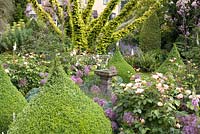 Early summer border with conifers, pointed box topiary, Allium cristophii, Rosa 'Juliet', Thalictrum 'Elin' and Sun dial. Hillbark Garden, Yorkshire 