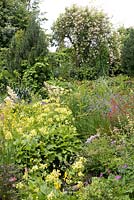 Summer border with Mimulus guttatus, Primula florindae, Geranium 'Brookside', Rosa 'Treasure Trove'. Hillbark Garden, Yorkshire