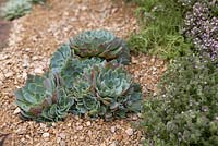 Sempervivum and Thyme growing in gravel border. 'An Artist's Garden'.Designers: James Callicott and Kati Crome, Hampton Court 2010