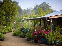 View of the sales hut with colourful containers of Hydrangea macrophylla 'Merveille Sanguine'