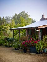 View of the sales hut with colourful containers of Hydrangea macrophylla 'Merveille Sanguine'