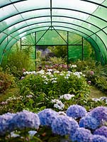 Hydrangeas and other shrubs in the shade tunnel at Pan Global Plants Nursery