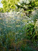 Foeniculum vulgare 'Purpureum' - bronze fennel