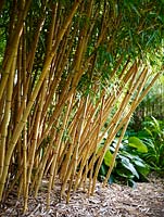 Phyllostachys vivax f. aureocaulis - Golden Chinese timber bamboo