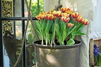 Copper kettle filled with red-yellow Tulips. Inspiration garden: Golden Age.