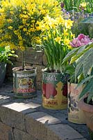 Iron olive cans filled with Narcissus and spring flower. Inspiration garden: Vintage.