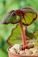 Begonia 'Curly Fireflush' AGM - Rex Cultorum  Grown indoors as pot plant