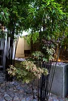 Black bamboo stems phyllostachys nigra and small acer growing in a grove with japanese-style pebble flooring in front of the patterned concrete-rendered low wall with water feature. Gold metal sheeting hung on back wall. 